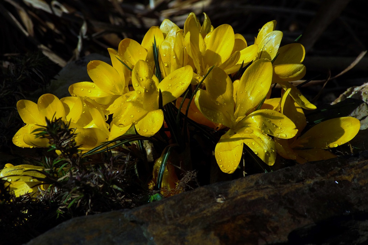 crocus yellow flower free photo