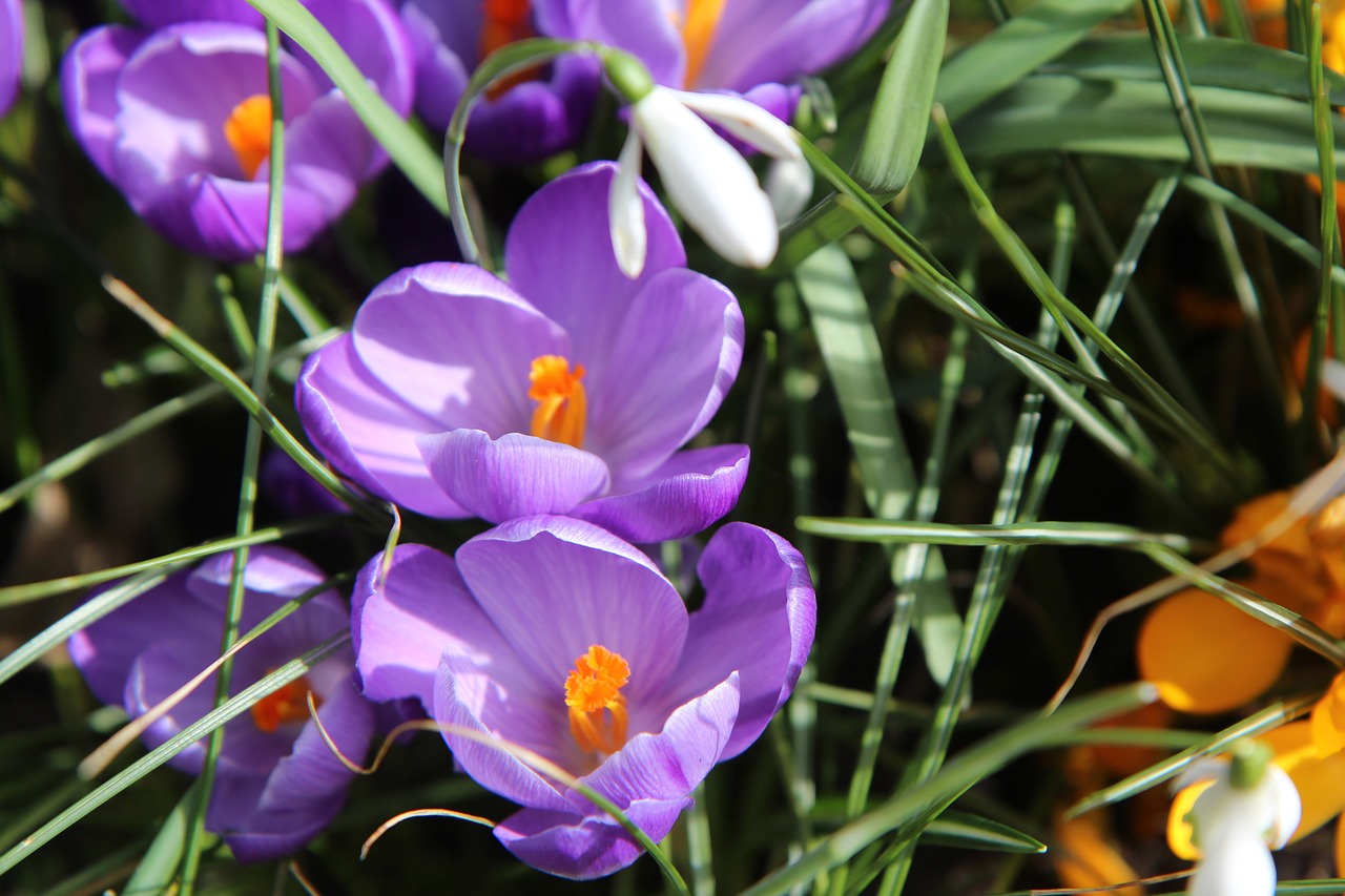 crocus flowers free pictures free photo