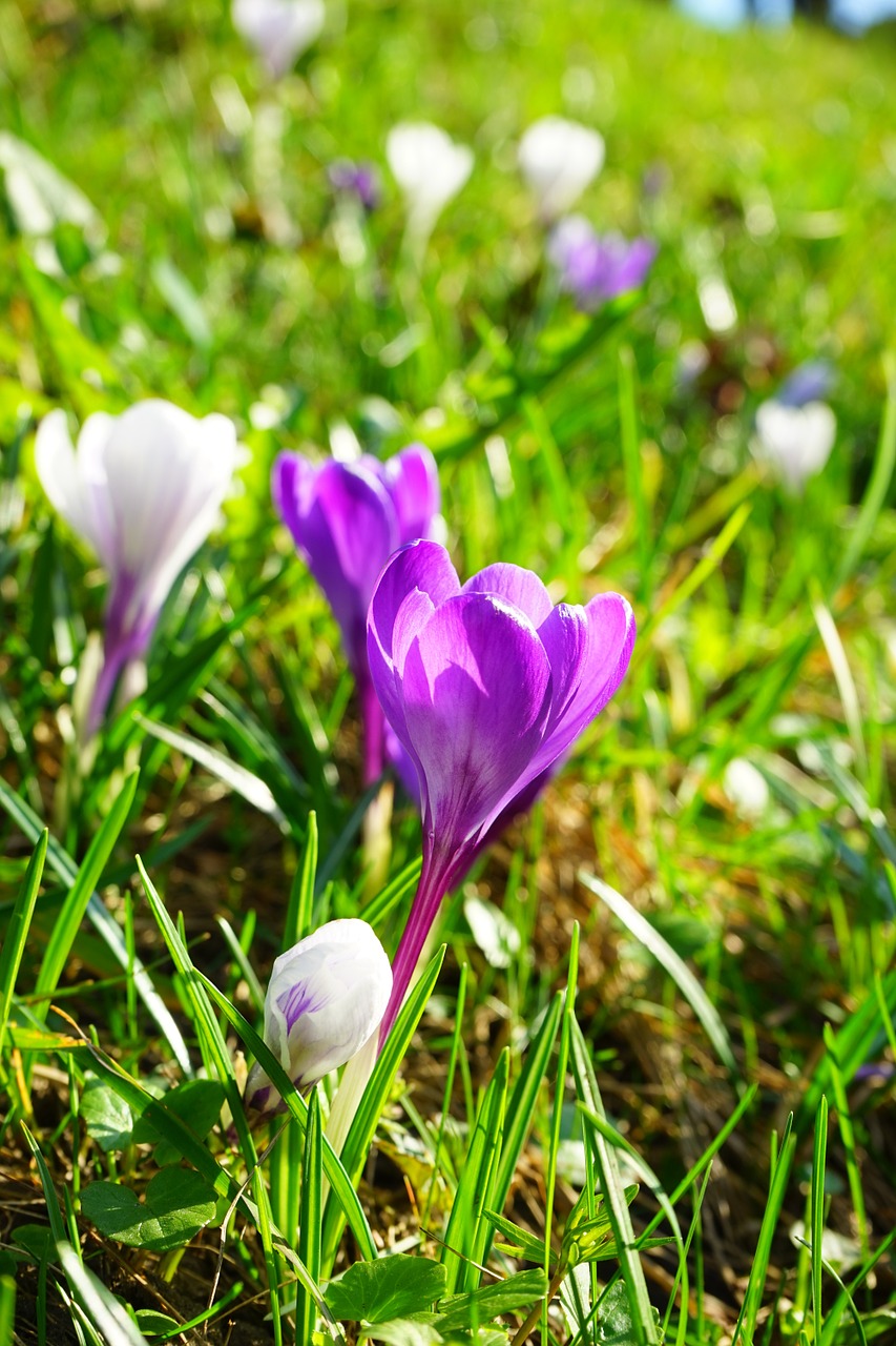 crocus flower spring free photo