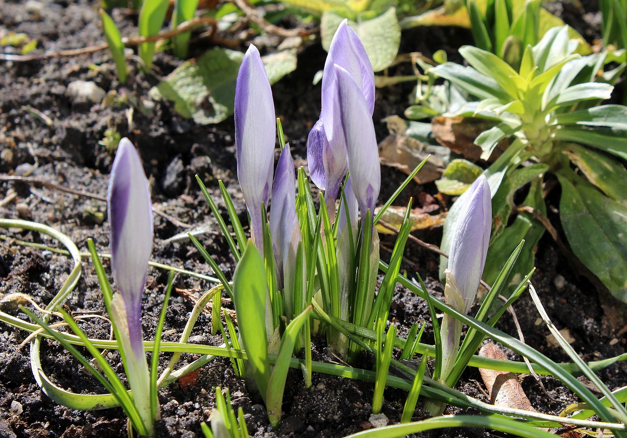 crocus spring flowers march free photo