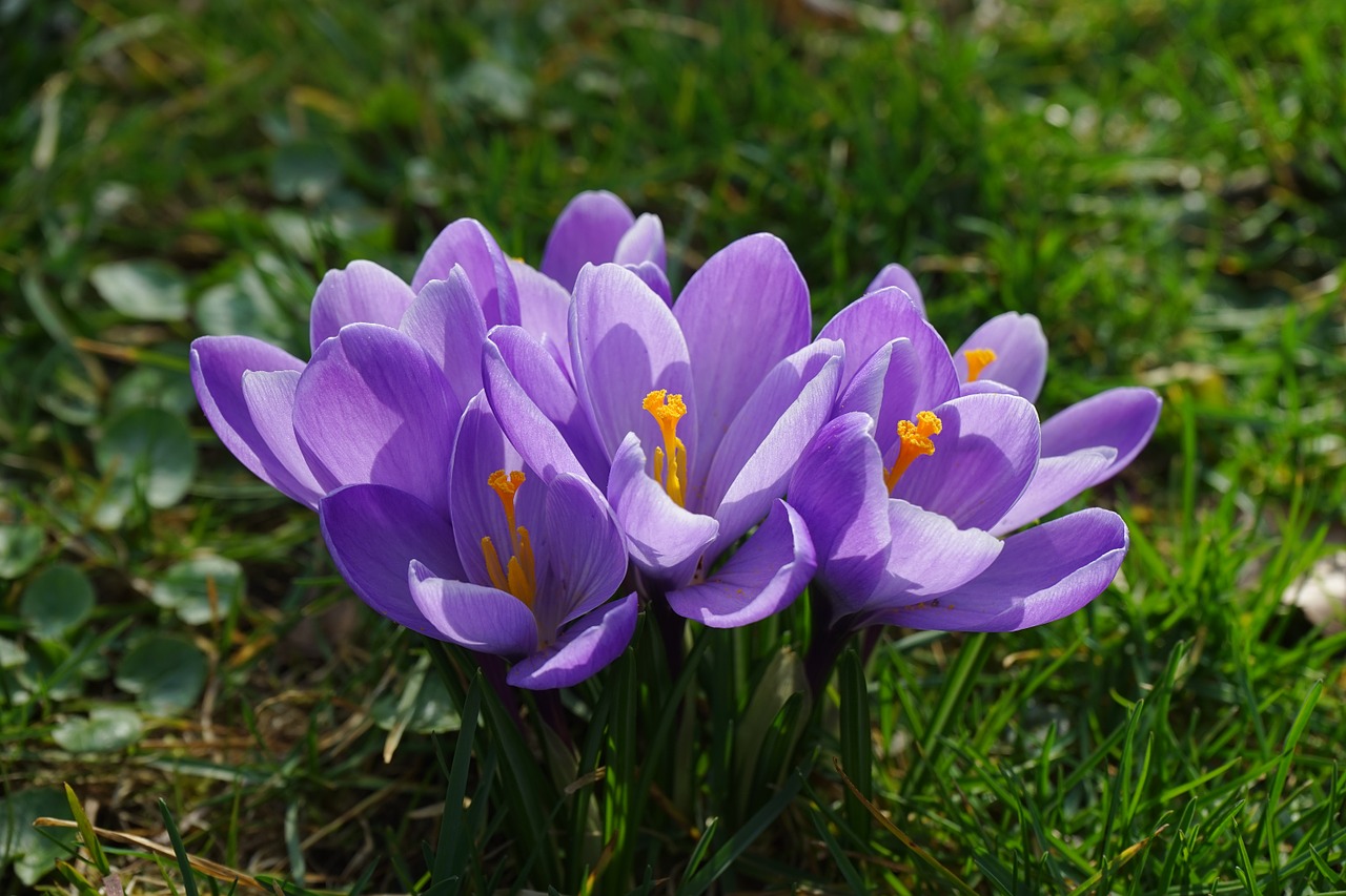 crocus flowers plant free photo