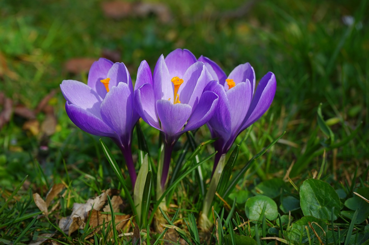 crocus flowers plant free photo