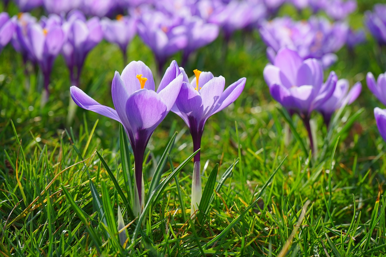 crocus flowers plant free photo