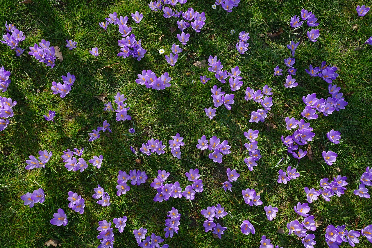 crocus flower meadow flowers free photo