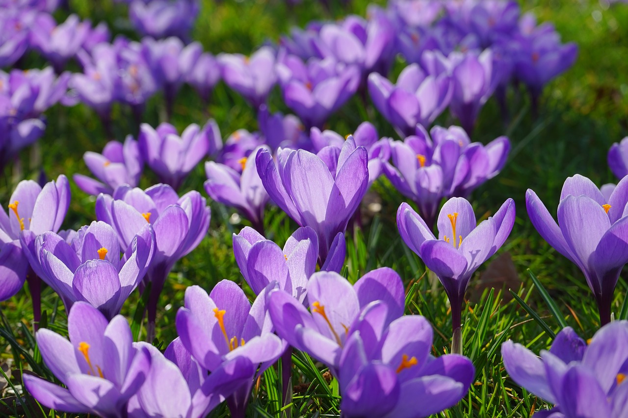 crocus flowers plant free photo