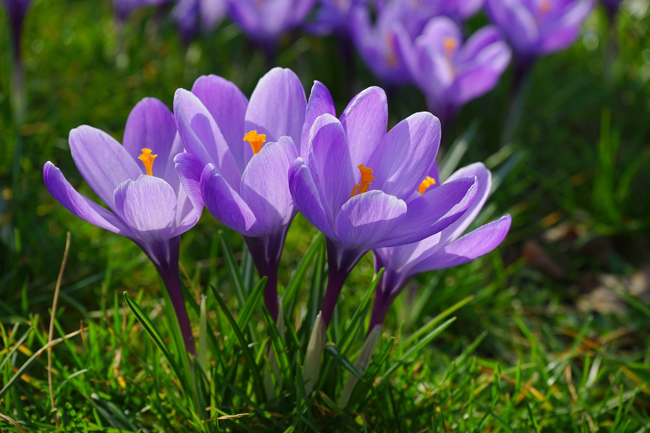 crocus flowers plant free photo