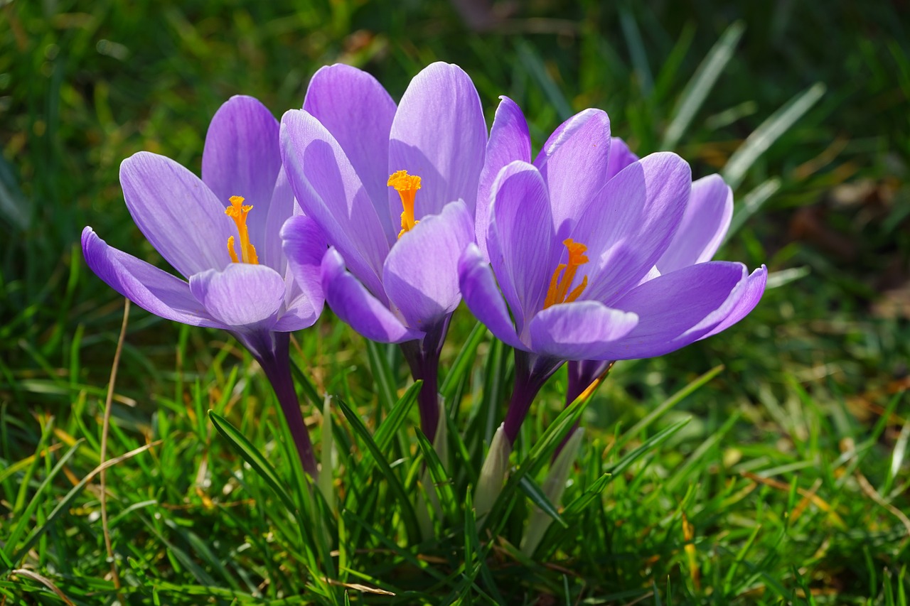 crocus flowers plant free photo