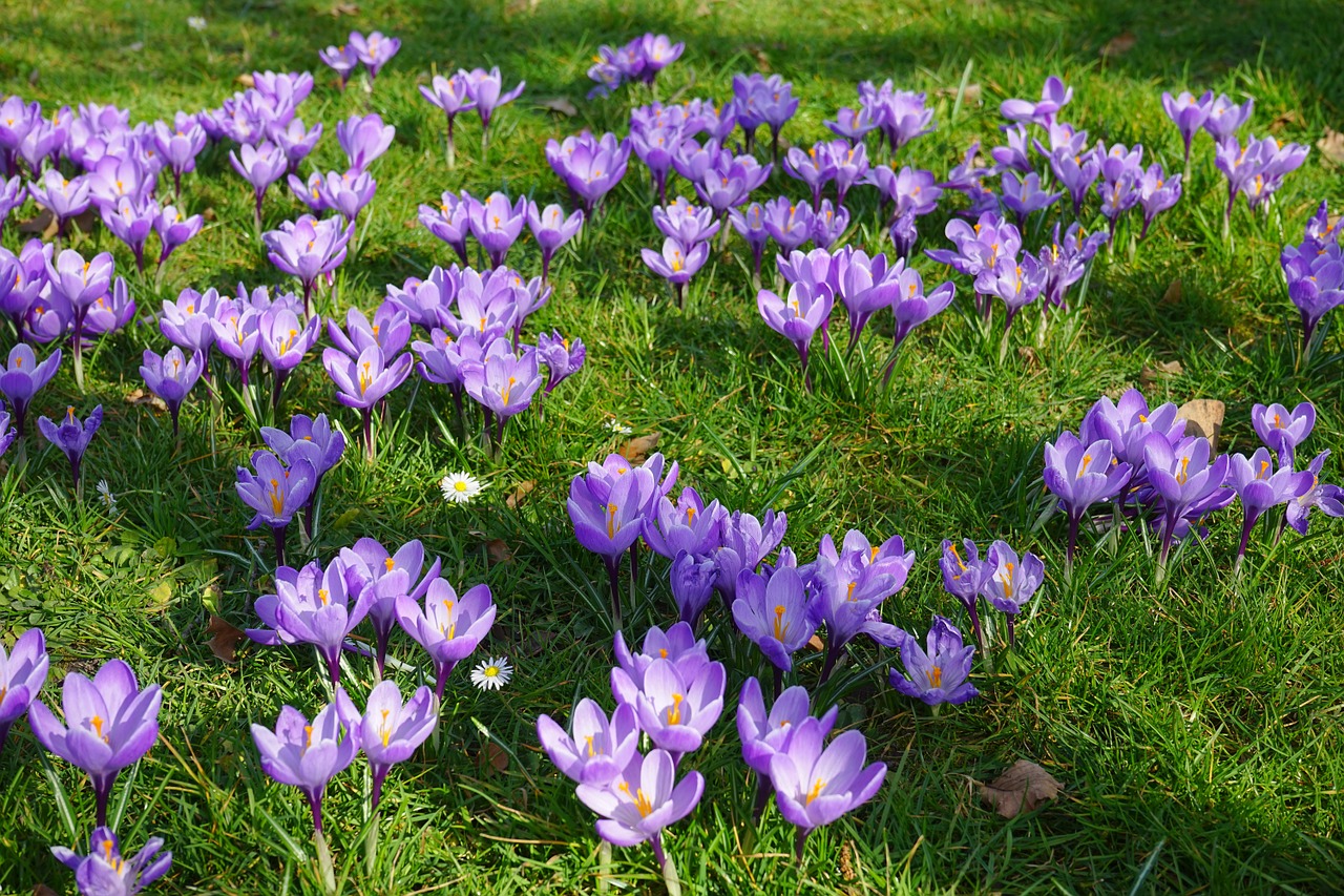 crocus flower meadow fill free photo