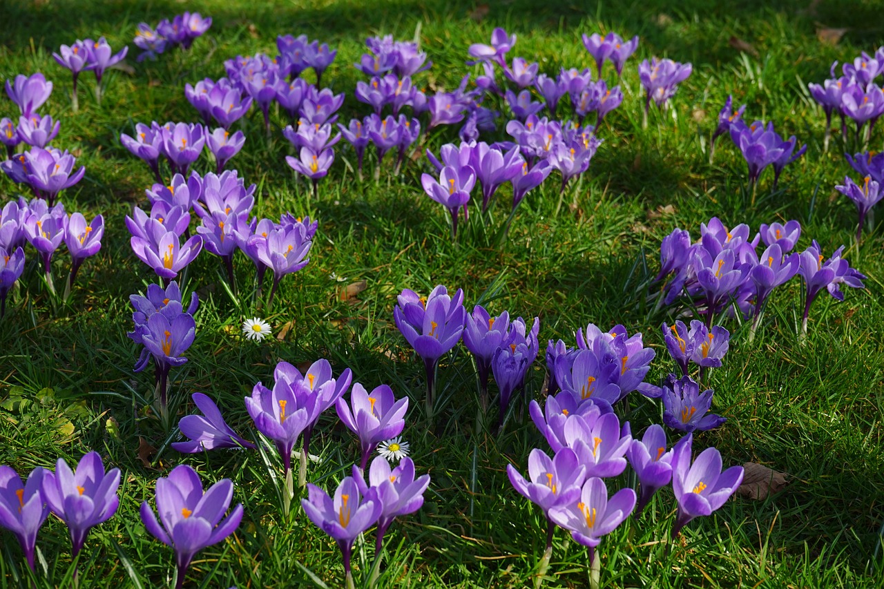 crocus flower meadow fill free photo