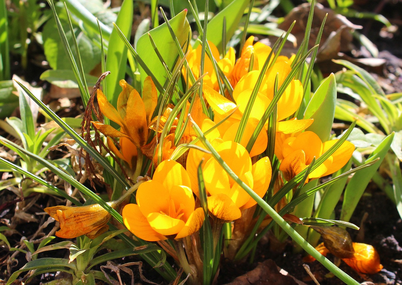 crocus march spring flowers free photo