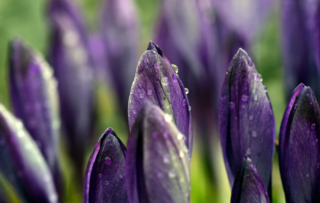 crocus meadow close free photo