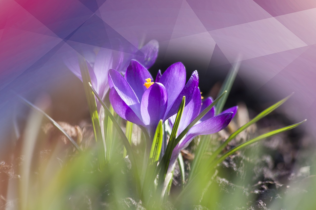 crocus violet polygonal free photo