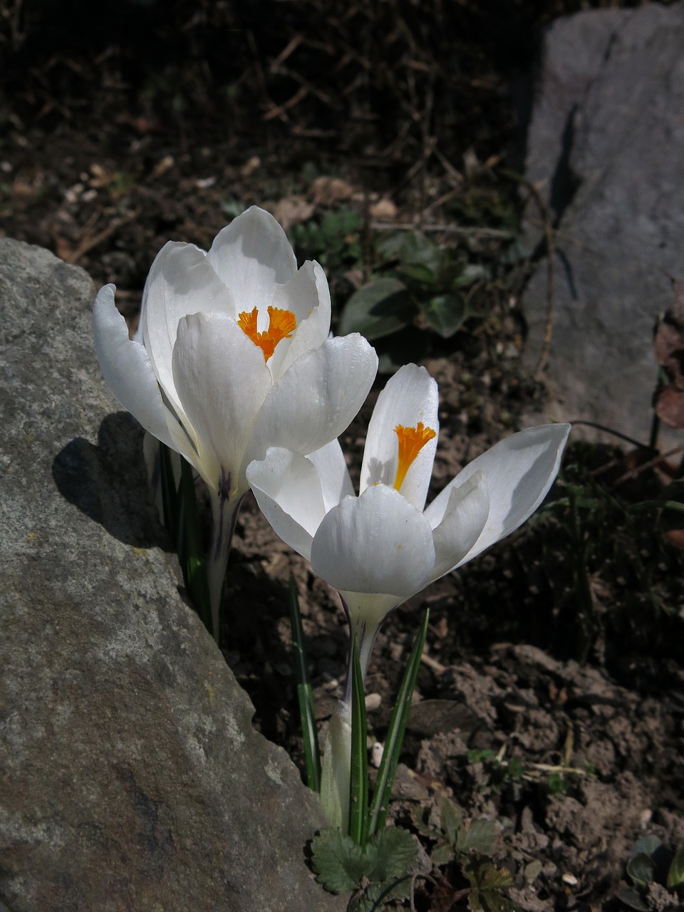 crocus white flower free photo