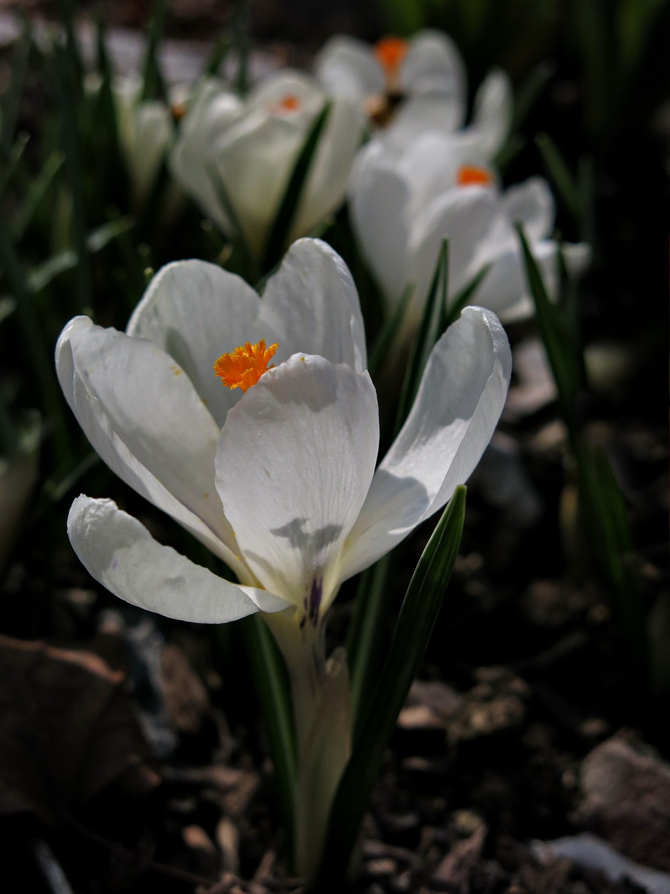 crocus white flower free photo