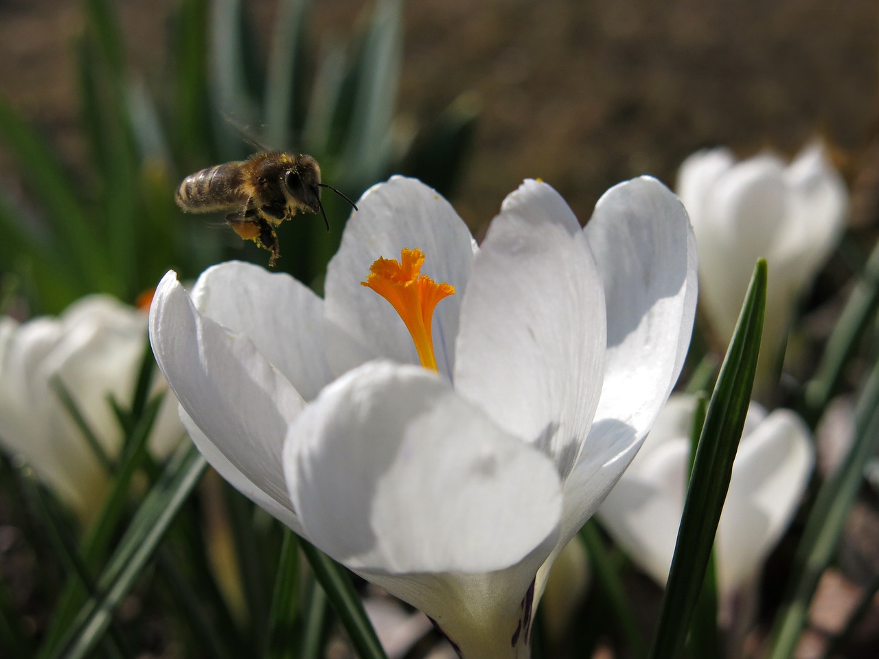 crocus bee approach free photo