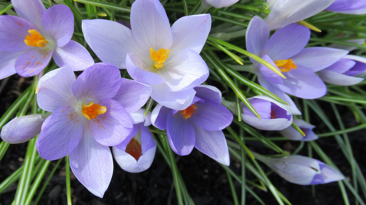 crocus flower nature free photo