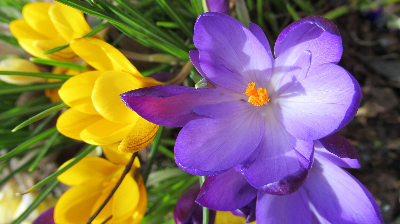 crocus nature flower free photo