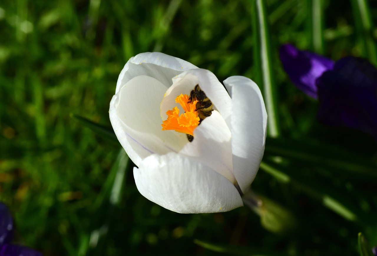 crocus bee search free photo