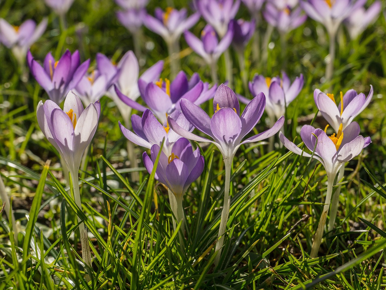 crocus violet purple free photo