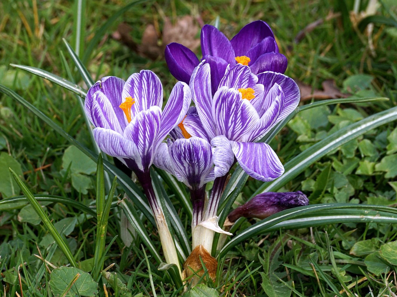 crocus schwertliliengewaechs flower free photo