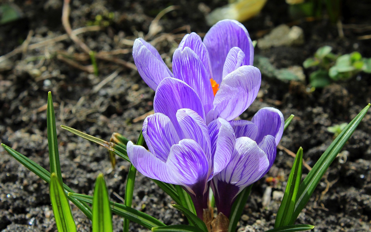 crocus spring flowers spring free photo