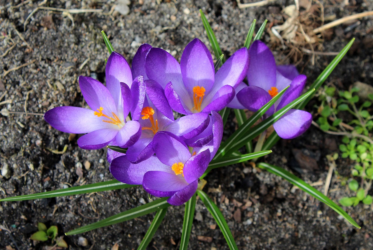 crocus spring flowers spring free photo