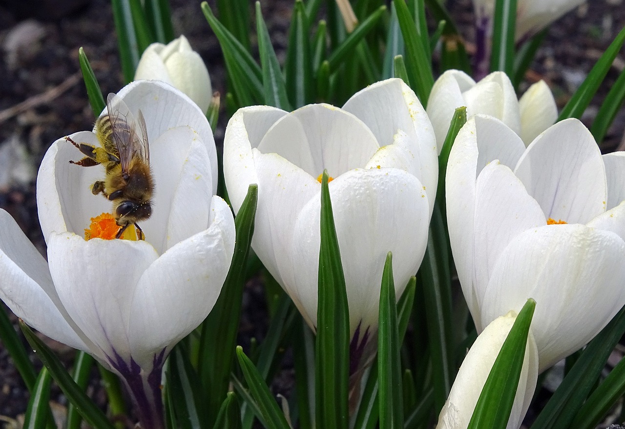 crocus frühlingsblüher bee free photo