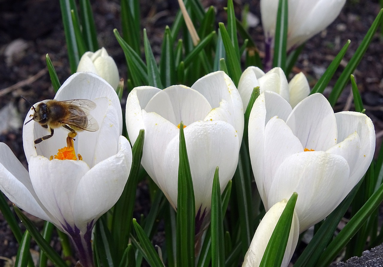 crocus bee pollen free photo