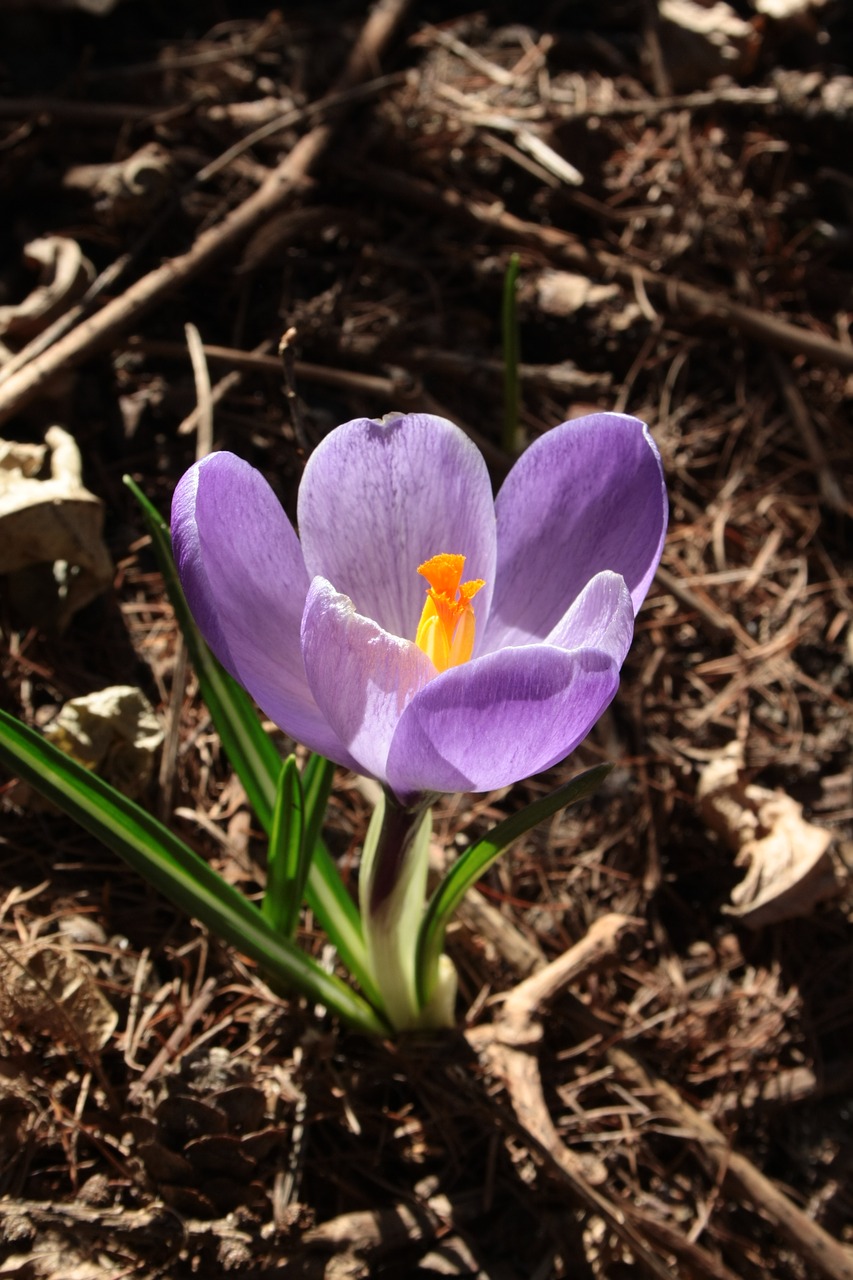 crocus blooming petals free photo