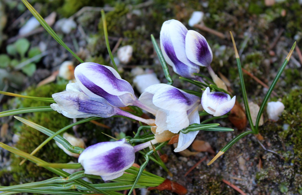 crocus spring flowers april free photo