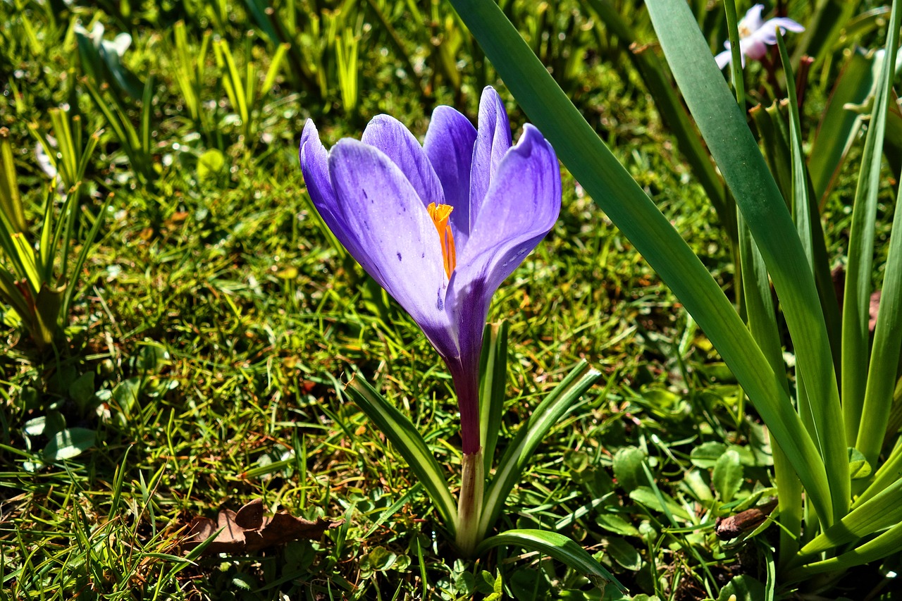 crocus flower corm free photo