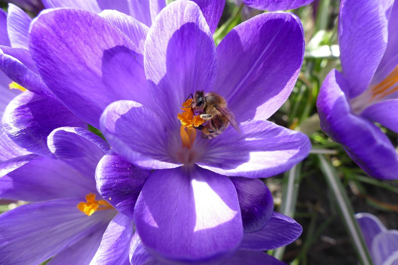 crocus bee spring free photo