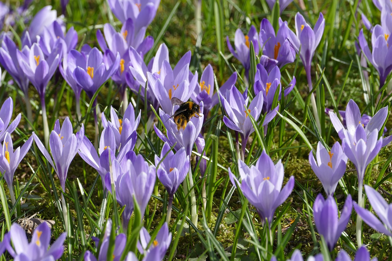 crocus hummel spring free photo