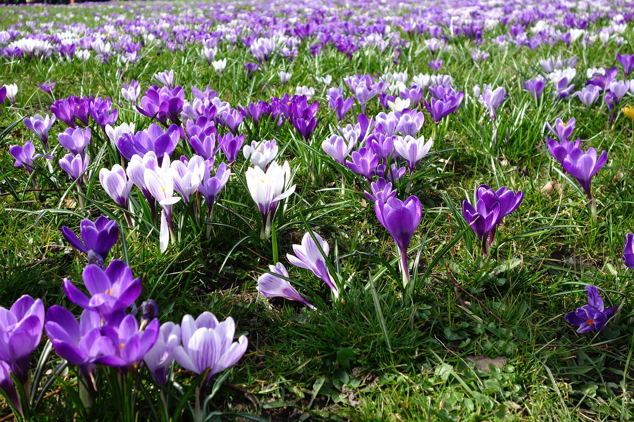 crocus flower nature free photo