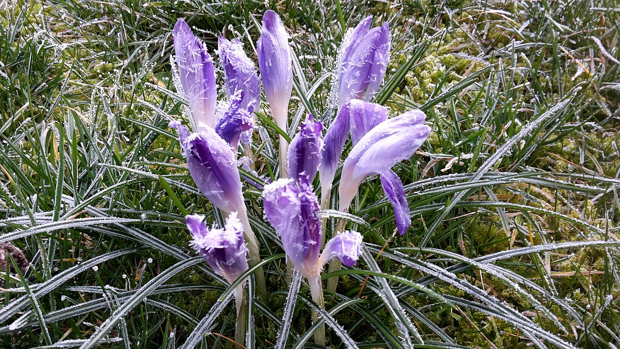 crocus  snow  nature free photo