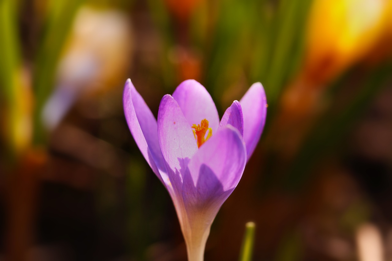 crocus  flower  spring free photo