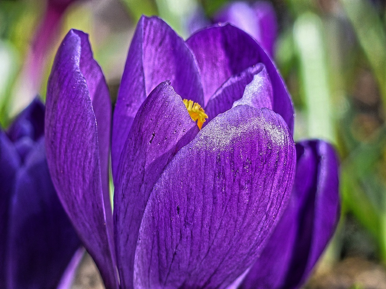 crocus flower macro free photo