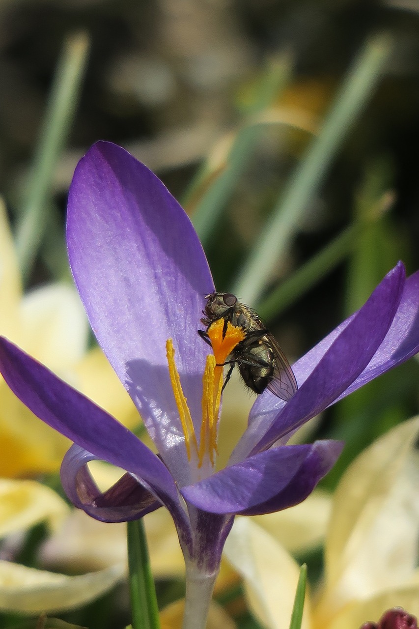 crocus  fly  nature free photo