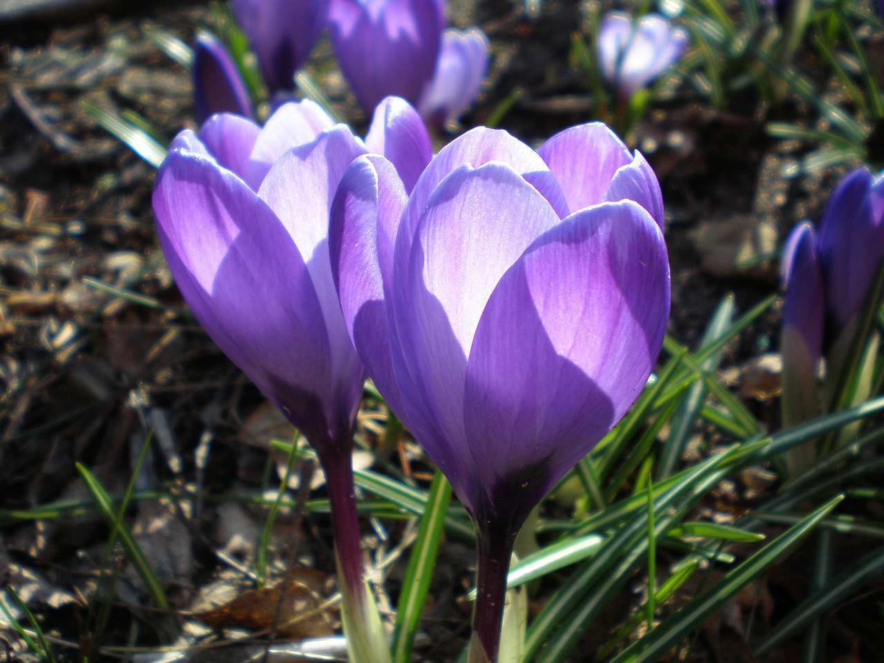 crocus purple spring free photo