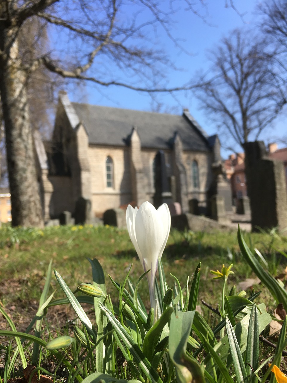 crocus  nature  flower free photo