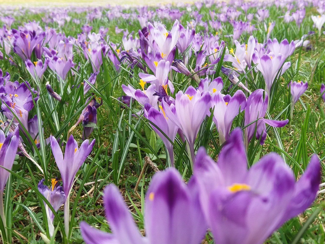 crocus  flower  nature free photo