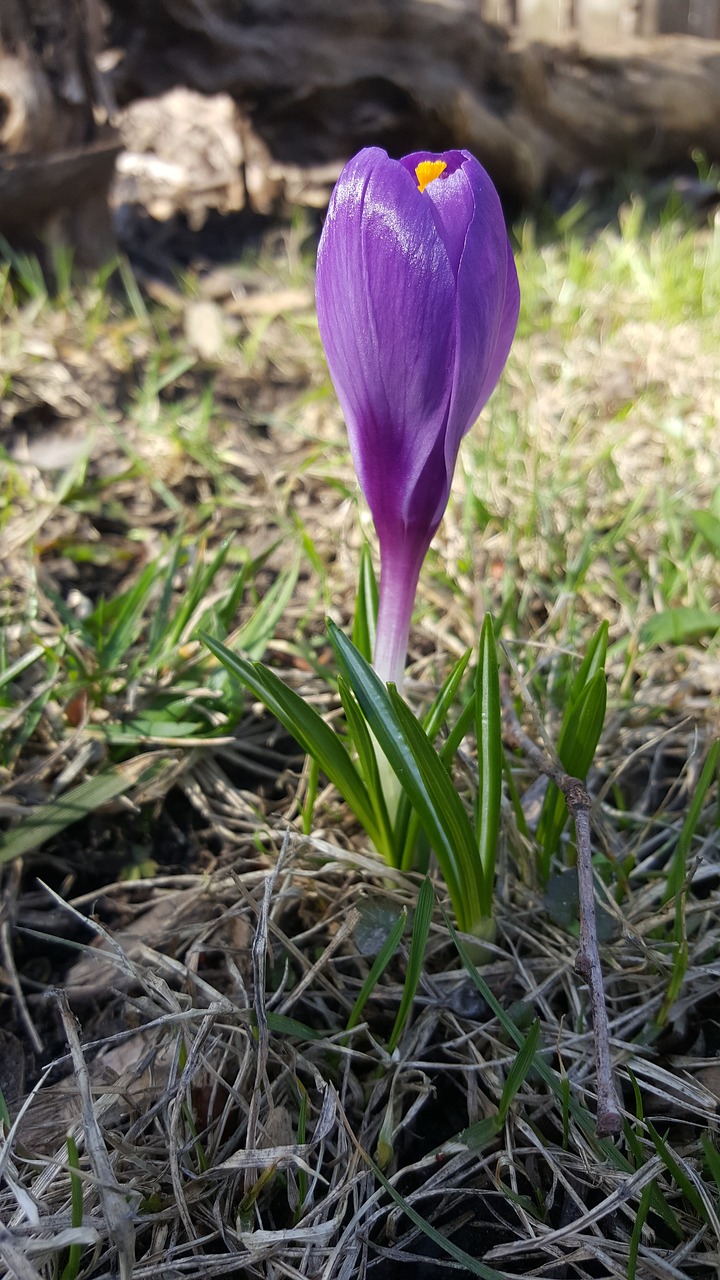 crocus  spring flower  purple flower free photo