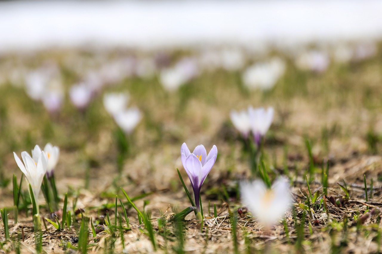 crocus  flower  crocus flower free photo