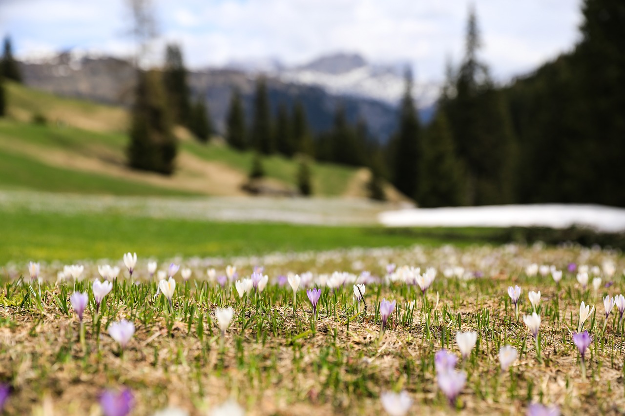 crocus  flower  crocus flower free photo