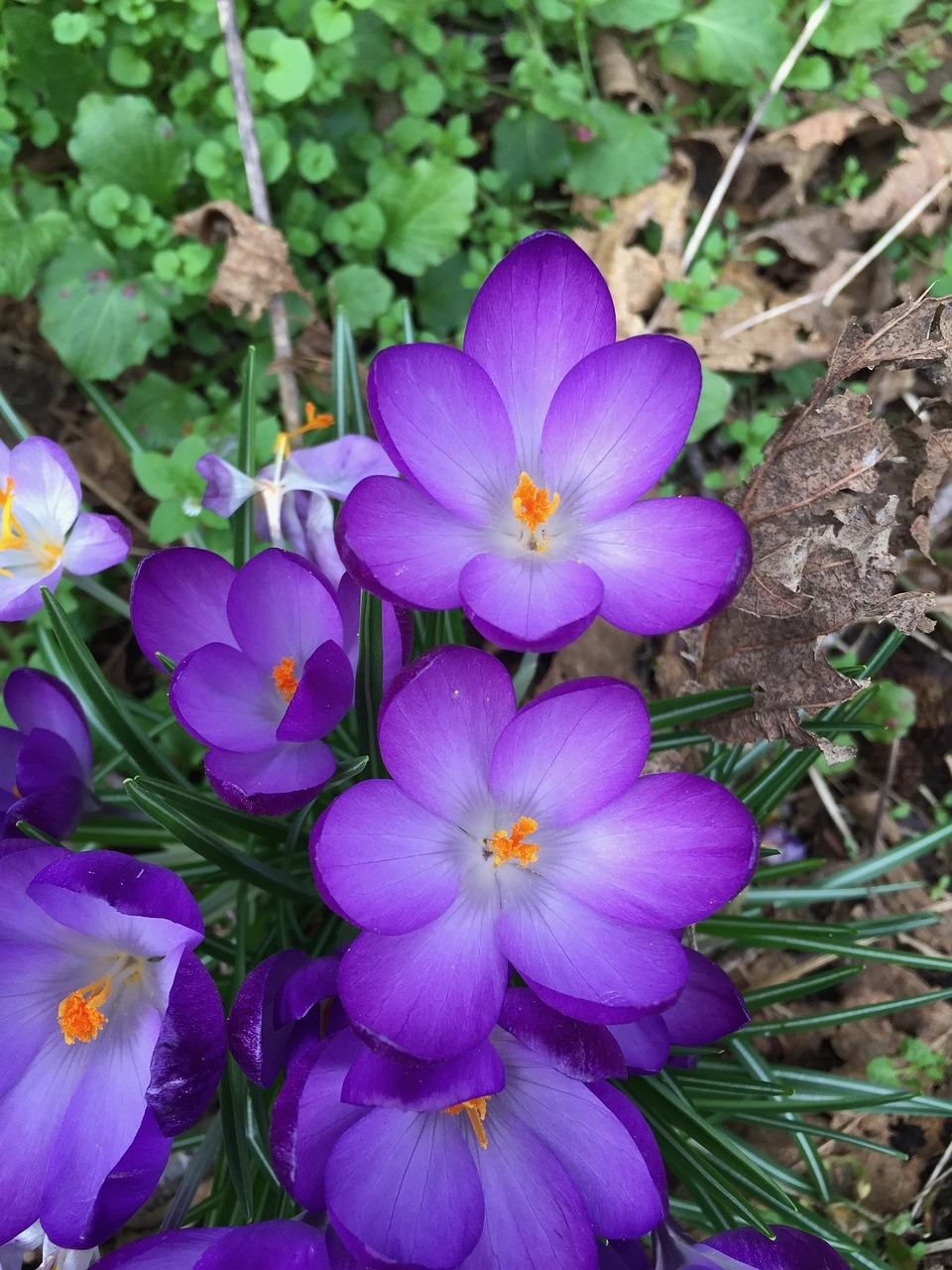 crocus  flower  purple free photo