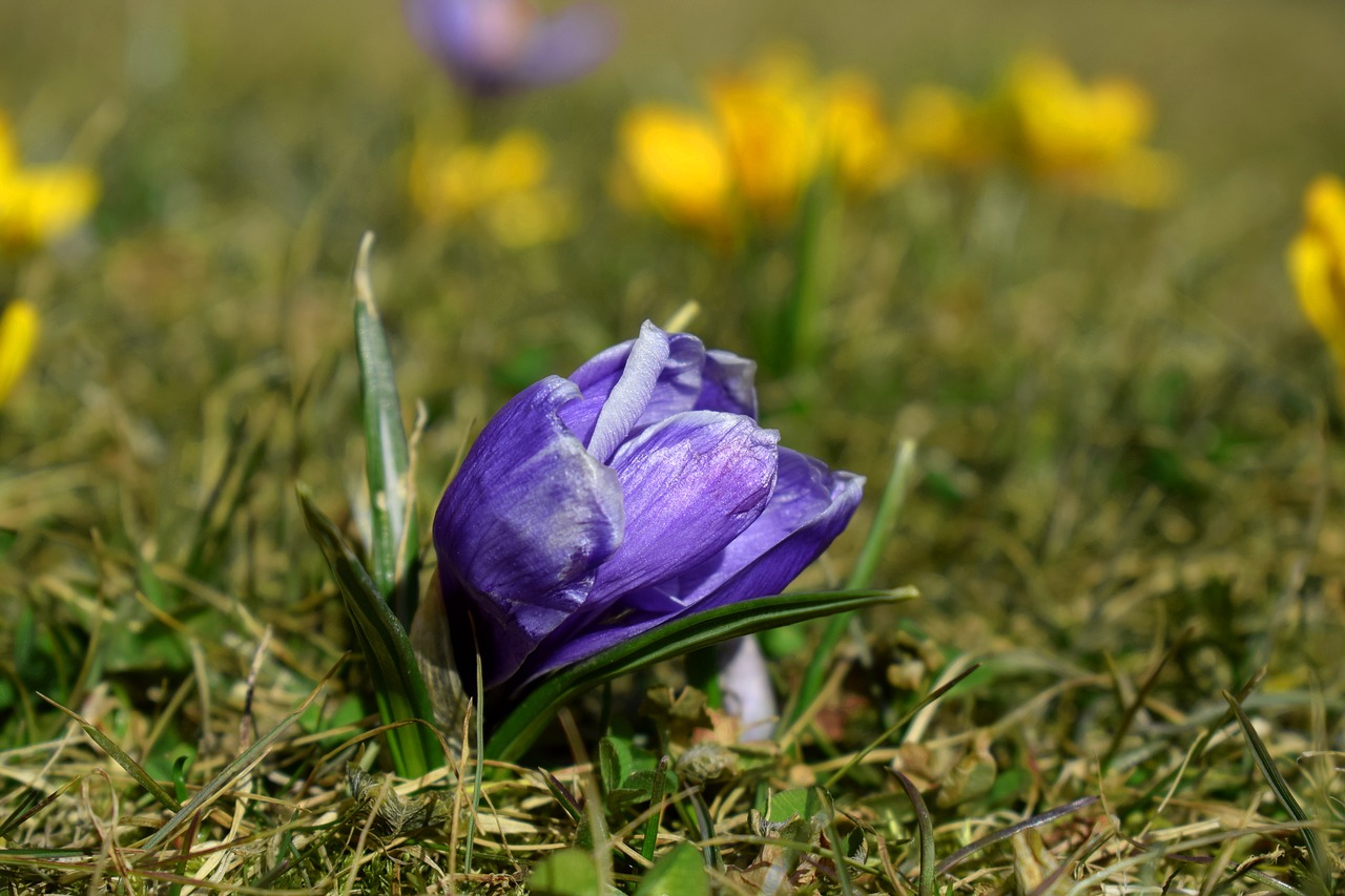 crocus  flower  spring free photo