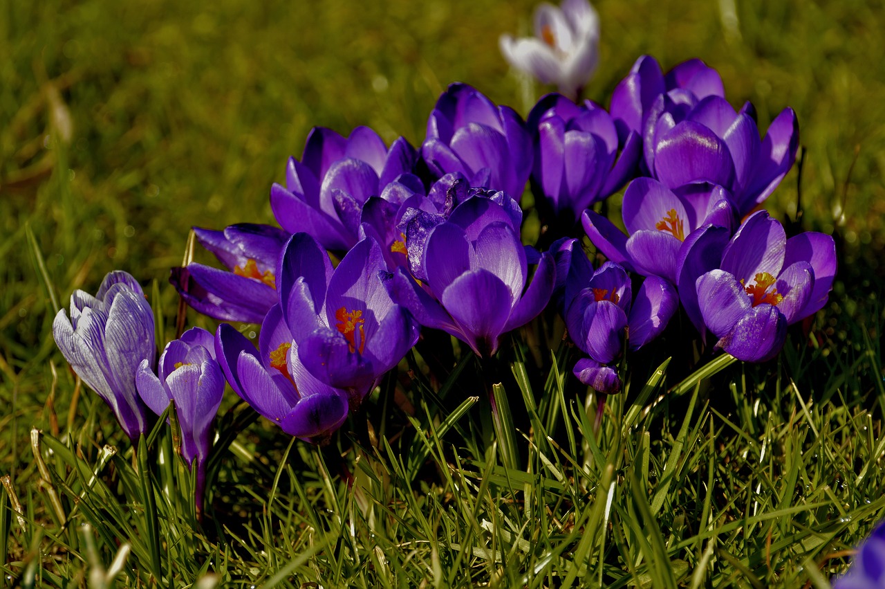 crocus  flowers  nature free photo