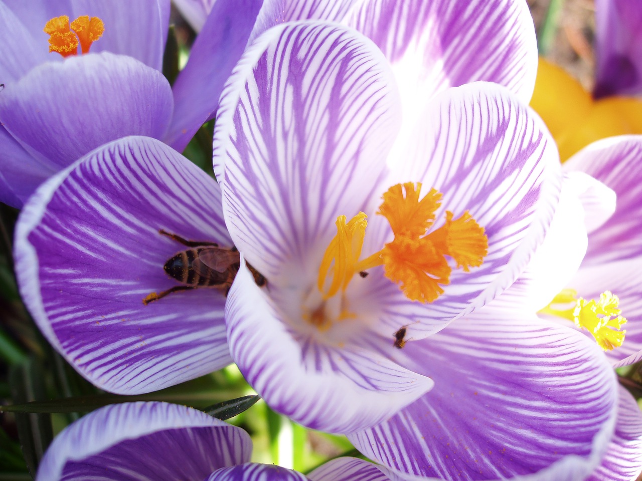 crocus  bee  close up free photo