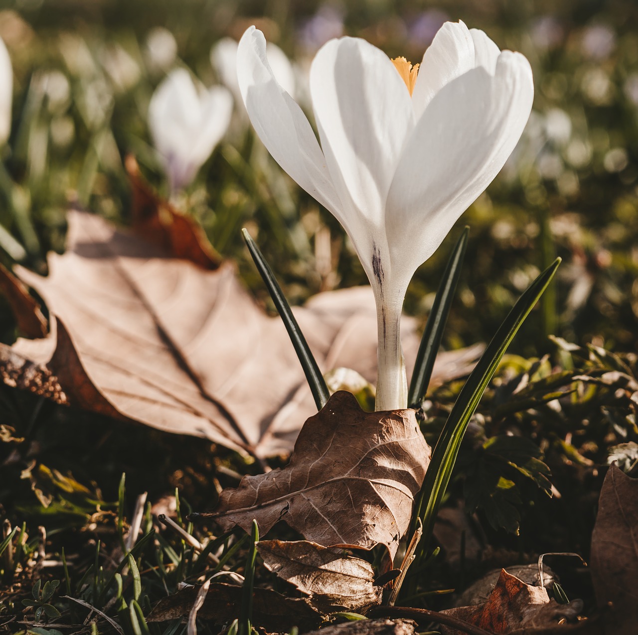 crocus  spring  flower free photo