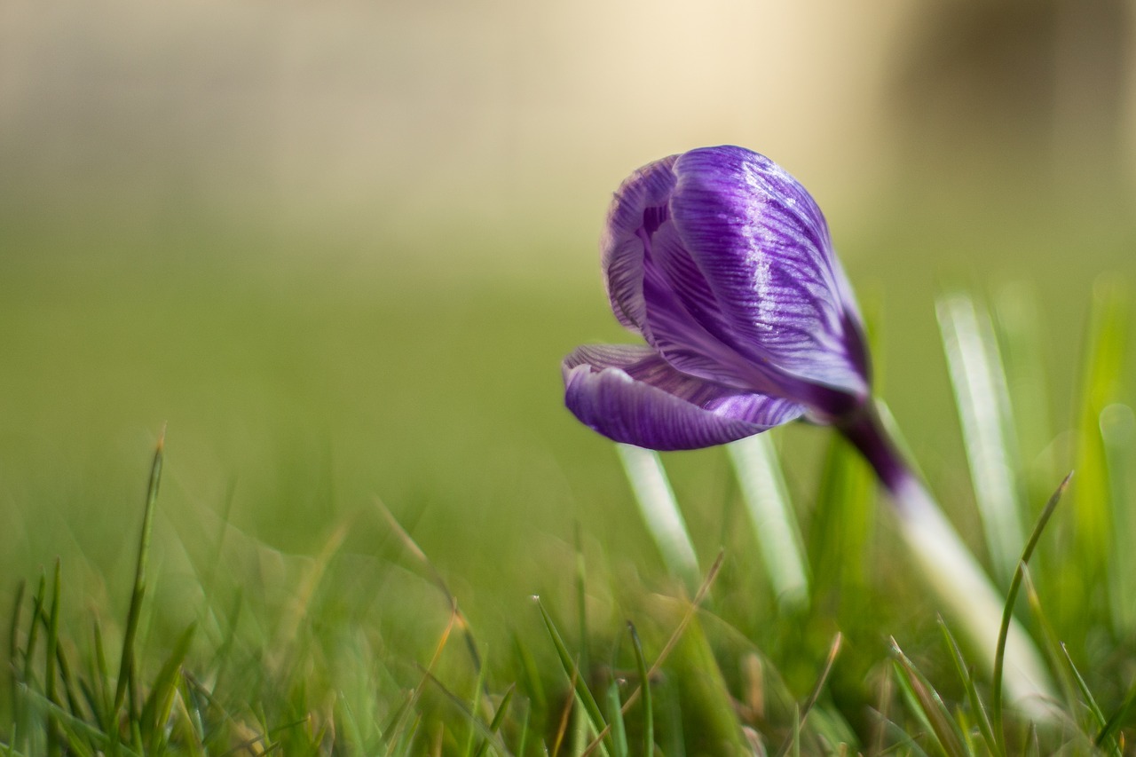 crocus  blossom  bloom free photo